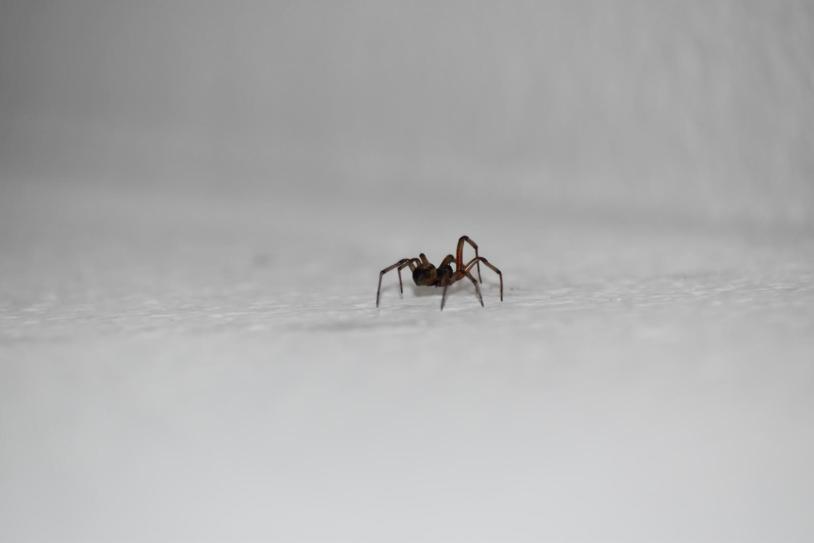 a small spider on white surface