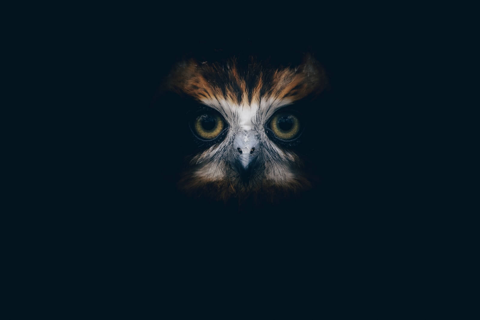 an owl's face in the dark